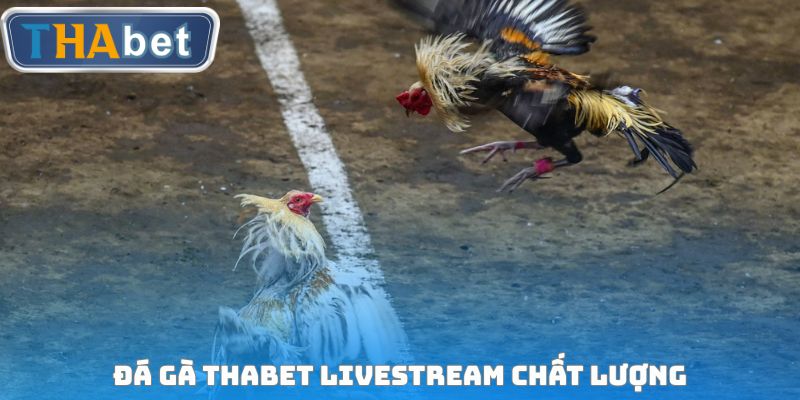 Đá gà THABET livestream chất lượng